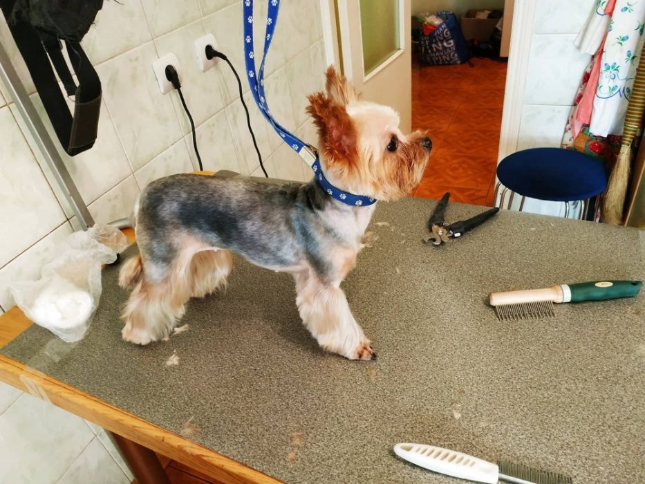 Стрижка собак, котов, животных всех пород, грумер со стажем