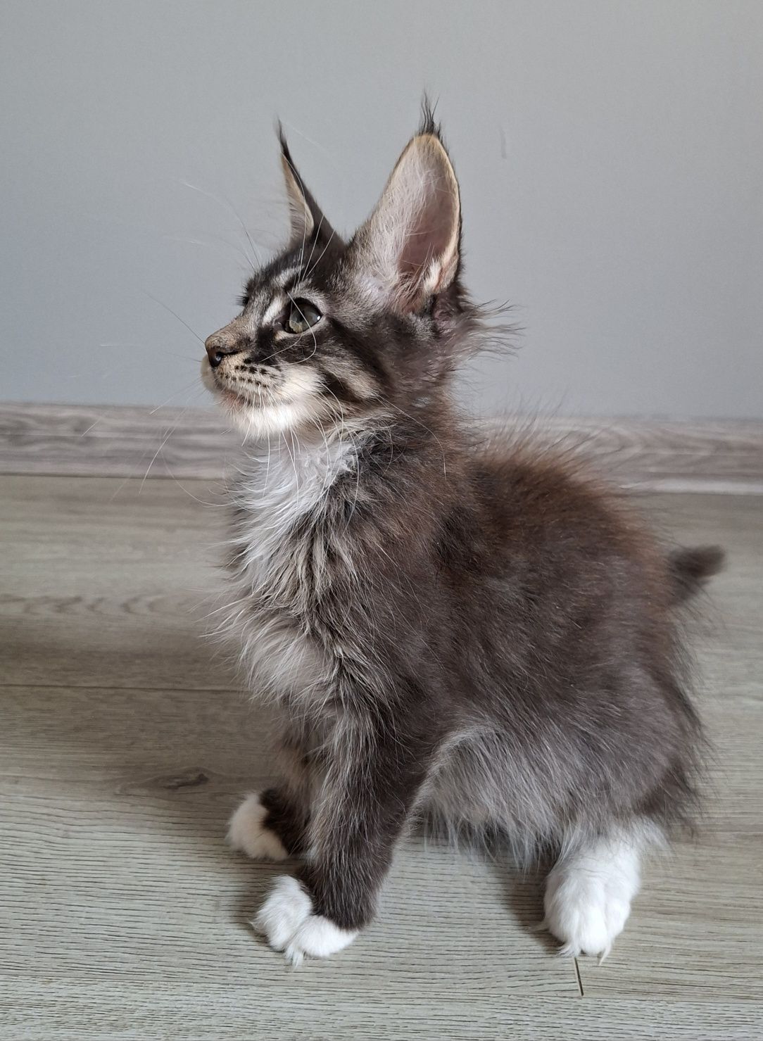 Juz do odbioru!! kocurek Maine Coon