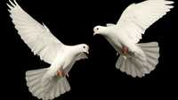 Białe gołębie pocztowe na ślub komunię
