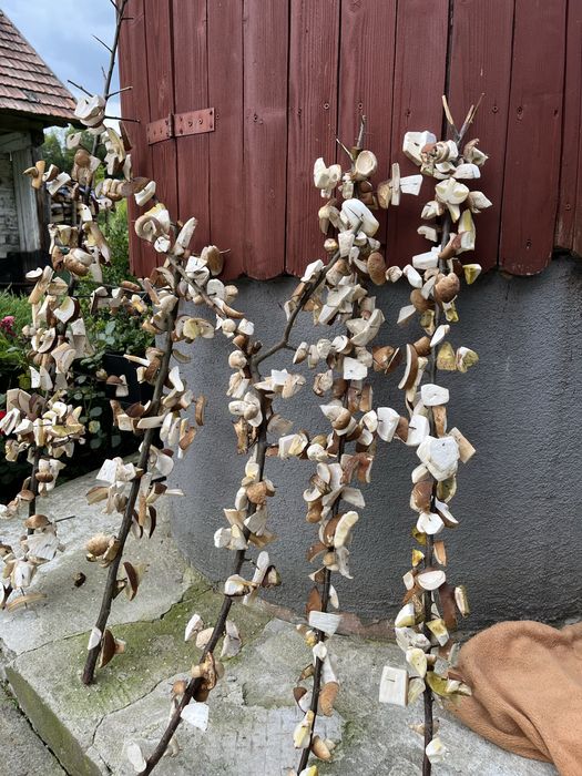 Sprzedam suszone grzyby Borowiki, Prawdziwki 100%