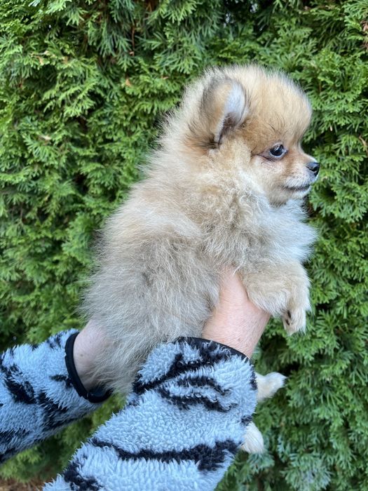 Szpic Pomeranian - Bagis