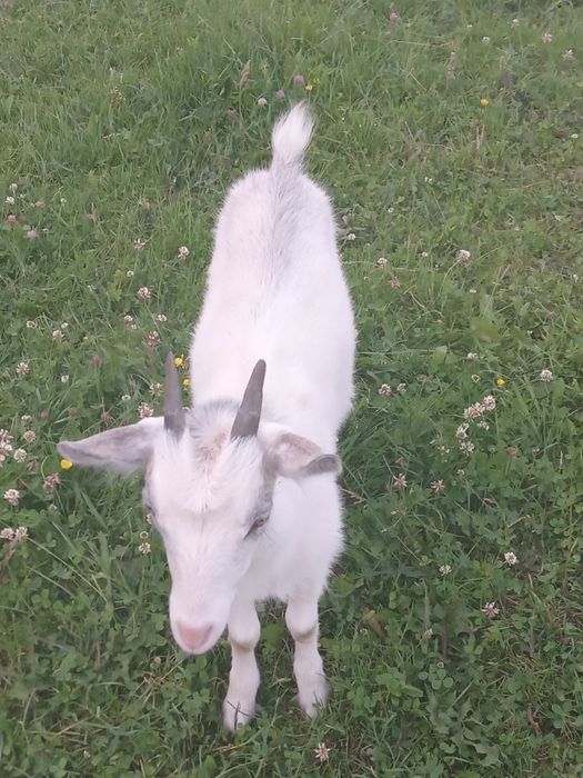 Маю на продаж козенят та  молоду козочку