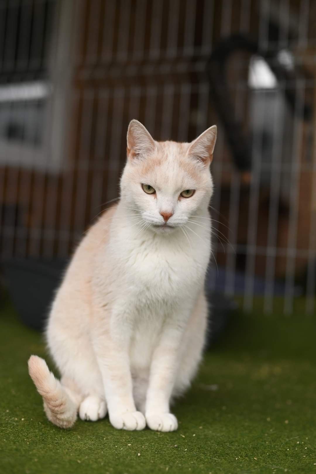 Schroniskowe kociaki polecają się do adopcji