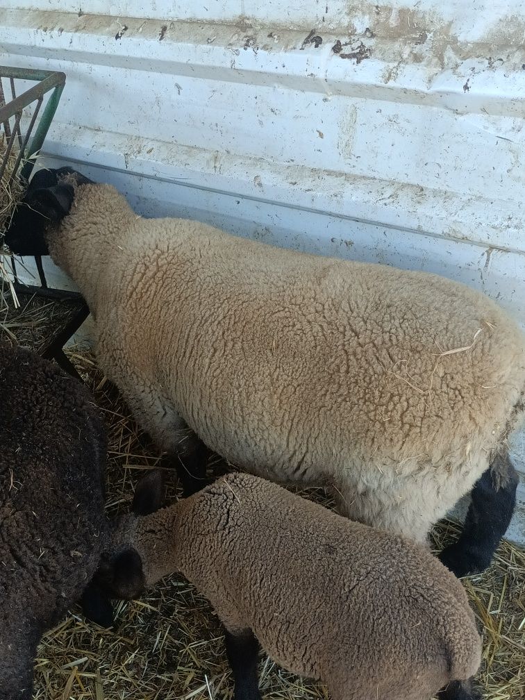 Macho Suffolk disponivel