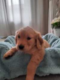 Suczka Golden Retriver