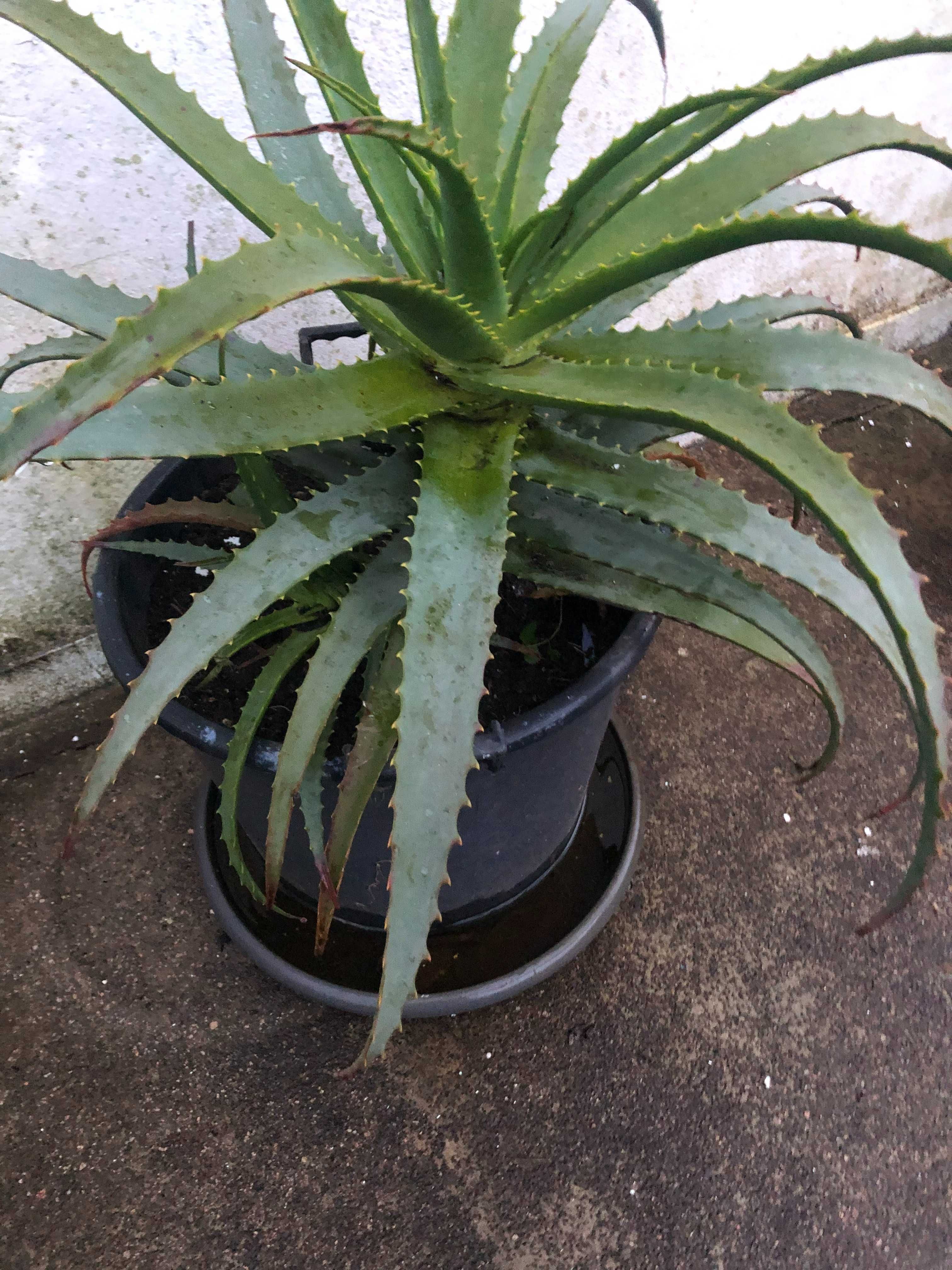 Planta Aloé Vera