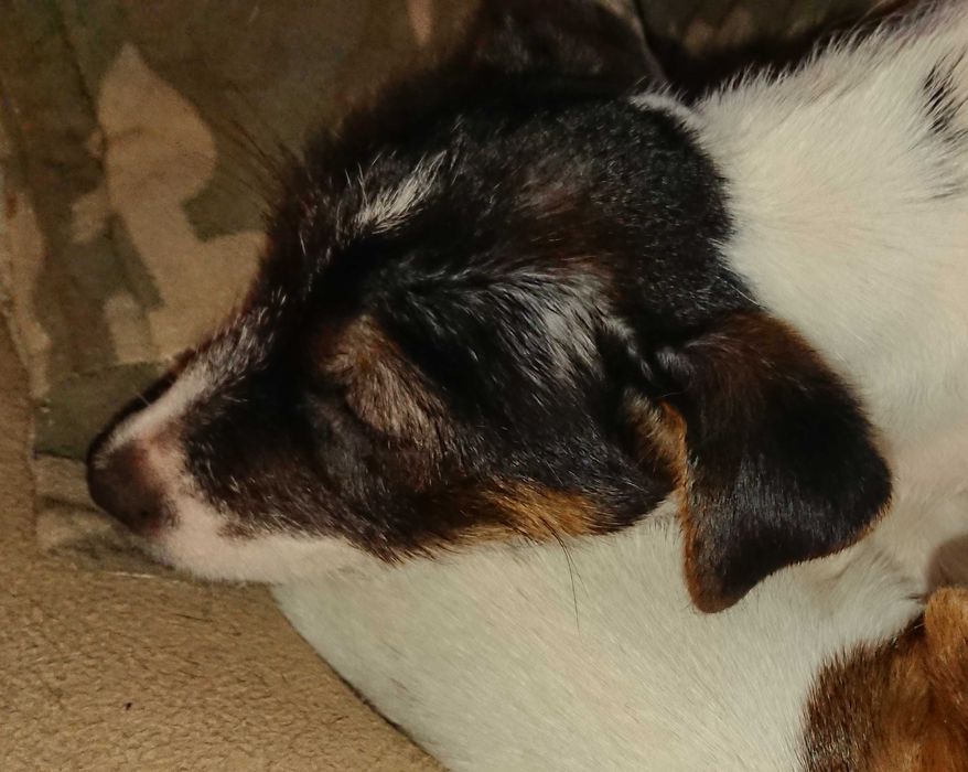 Suczka Pusia szczeniak Jack Russell Terrier Koszalin