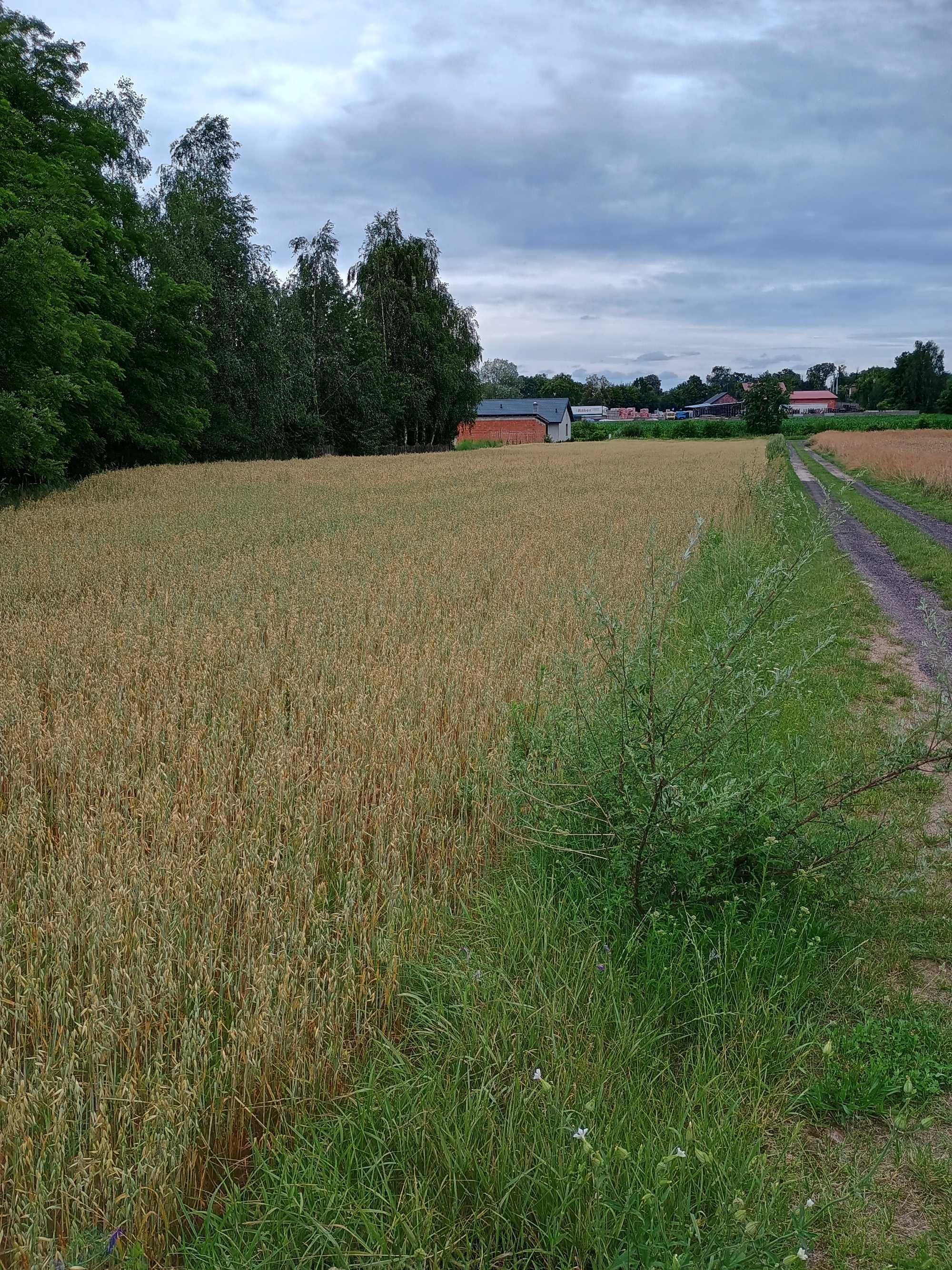 Sprzedam działkę (nieruchomość rolna) 1,37 ha – Rychwał k. Konina