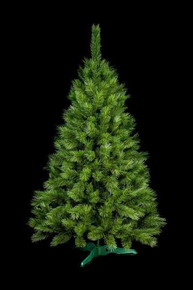 Сосна канадська 1,5-2,5м