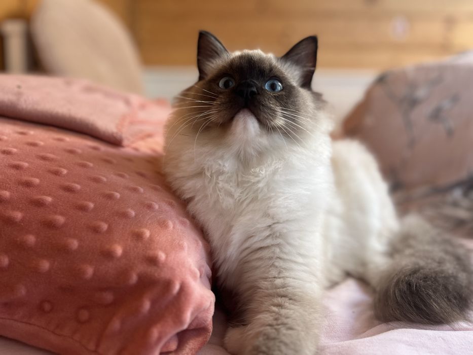Ragdoll puchaty kocur/spokony/miziak bad genetyczne/ prawdziwy rodowod