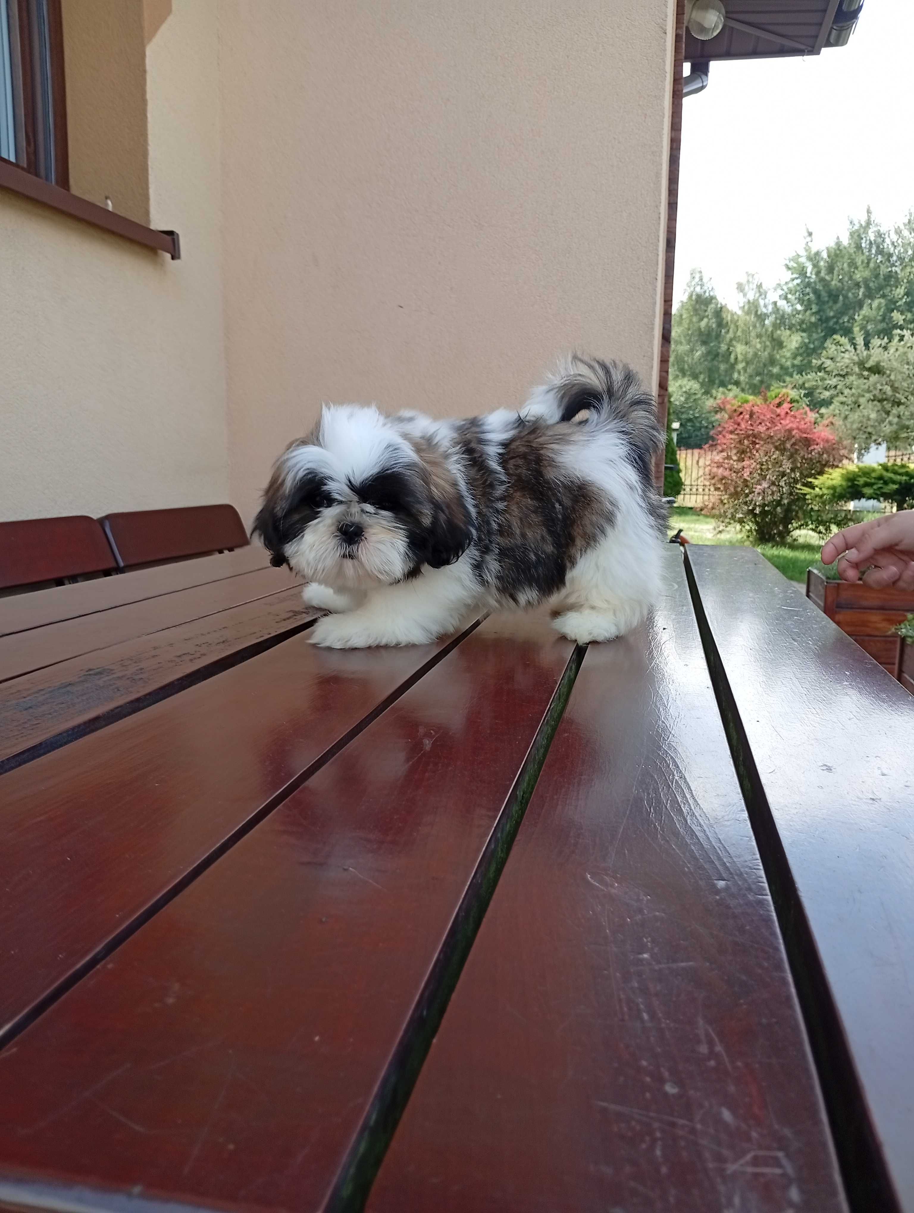 Shih-tzu suczka tricolor