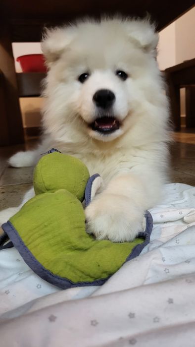 Samoyed , samojed