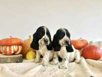 Piesek cocker spaniel angielski szczeniak