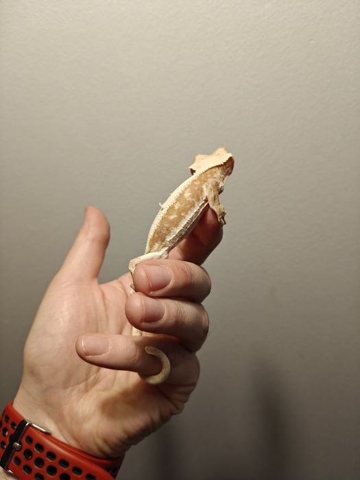 Gekon orzęsiony Podrostki