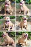 American Staffordshire Terrier Amstaff Suczka