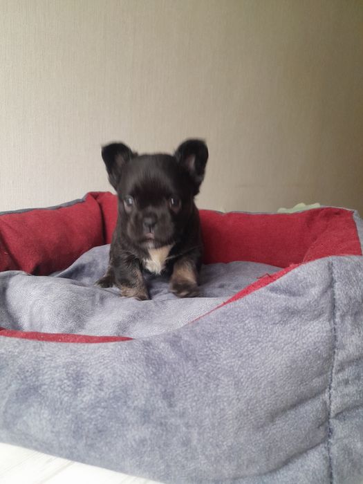 Маленька красуня в ТОП КАЧЕСТВЕ