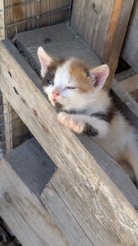Котята ,кіт , котик