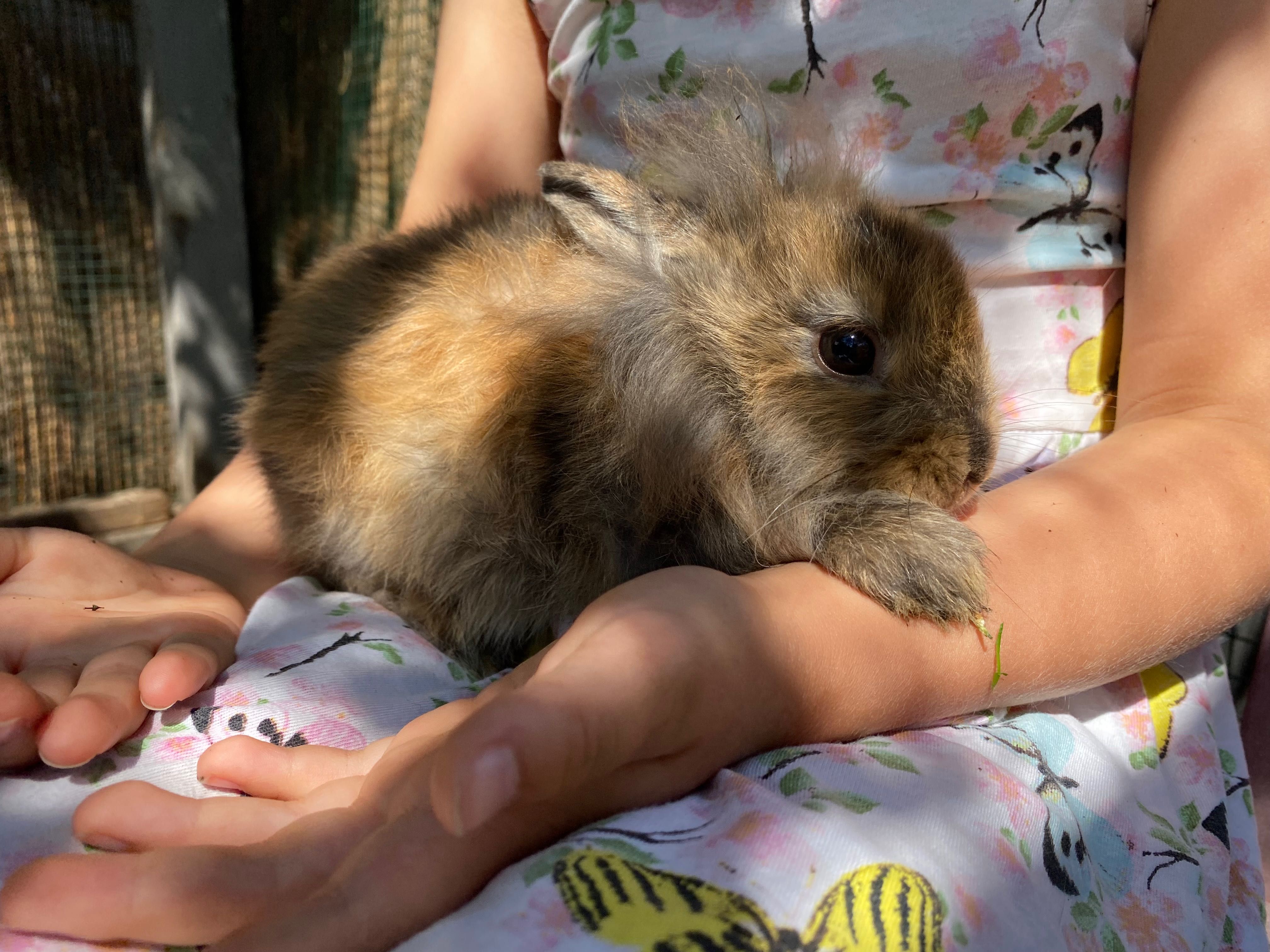 Króliczek królik miniaturka puchate lewki Wrocław