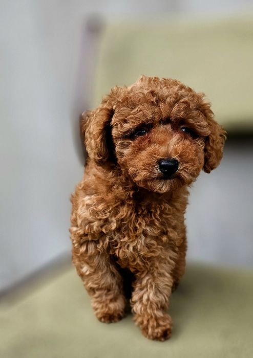 Piękny szczeniak pudla toy