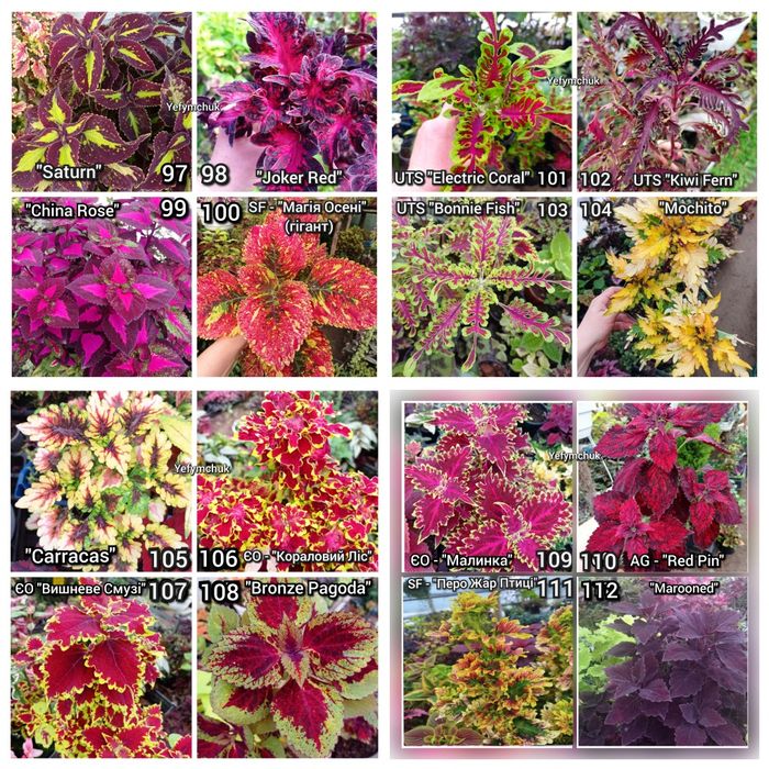 Колеуси зріз та вкорінені частина 1