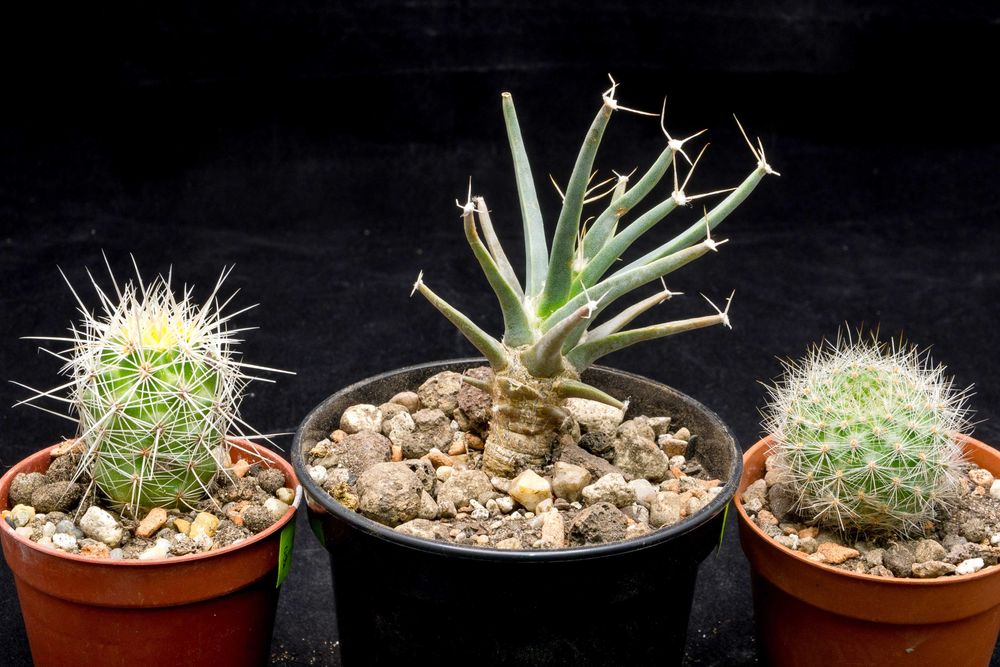 Kaktusy zestaw 3szt.(Leuchtenbergia, Thelocactus, Aylostera)