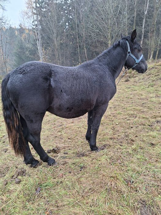 Sprzedam ogierka Śląskiego
