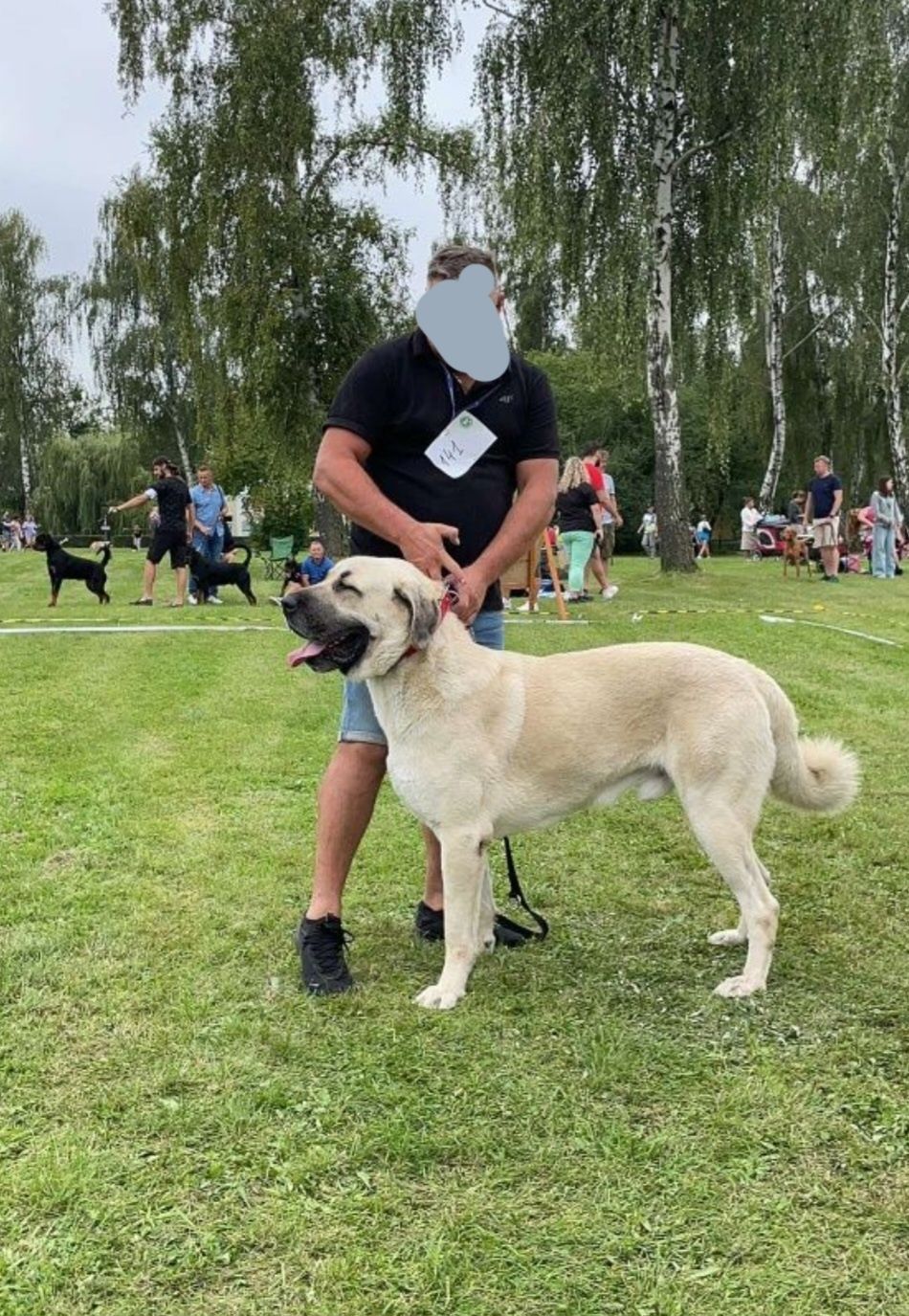 KANGAL FCI z dokumentami i pełnym rodowodem