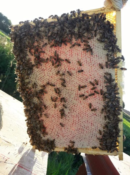 Miód wielokwiatowy kremowany z cynamonem 400g