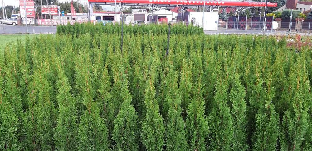 Tuja Szmaragd 90CM Wys hodowane w doniczce THUJA SMARAGD