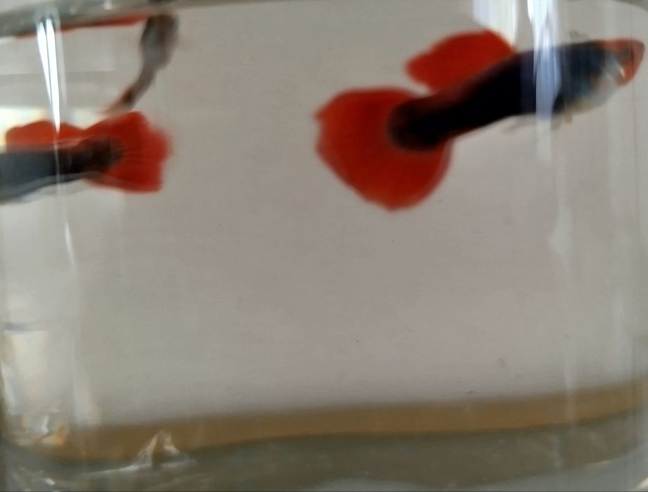 Gupik Tuxedo Koi Red samce