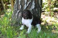 Piesek Munsterlander mały (nie border beagle spaniel)