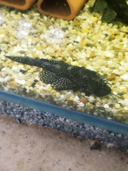 Zbrojnik ancistrus l 181 glonojad