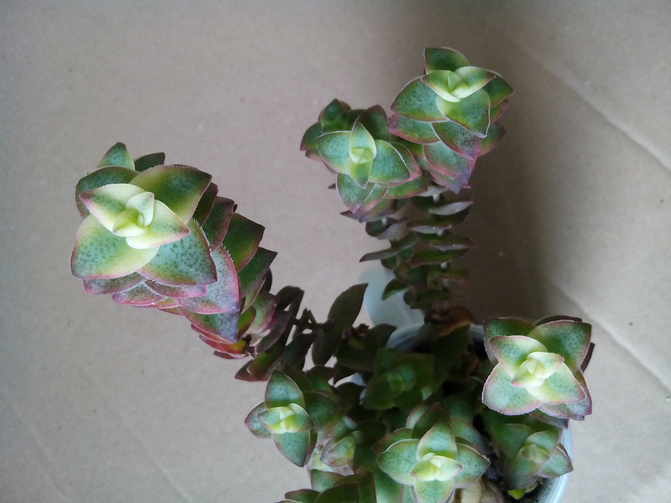 Сукуленти. Echeveria.Еоніуми Декорум,Аізон. Красула Перфората