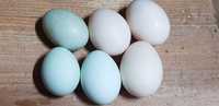 Ovos galados, lehgorn Isabella, e azuis galinhas de poupa.