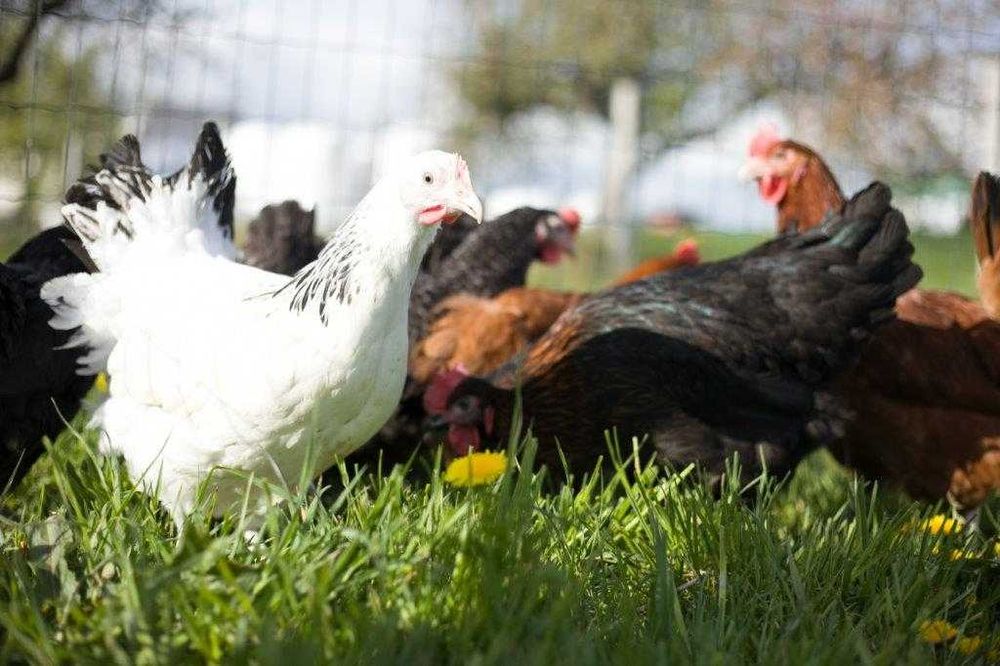 Kurki kokoszki nioski Rosa kolorowa na wybieg dowóz na miejsce Gratis