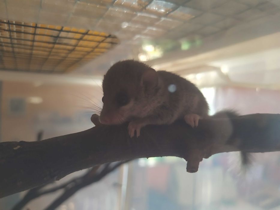 Popielice afrykańskie