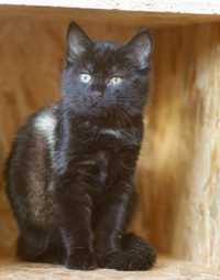 Форест, черный с белой манишкой мальчик котик котенок 8 мес