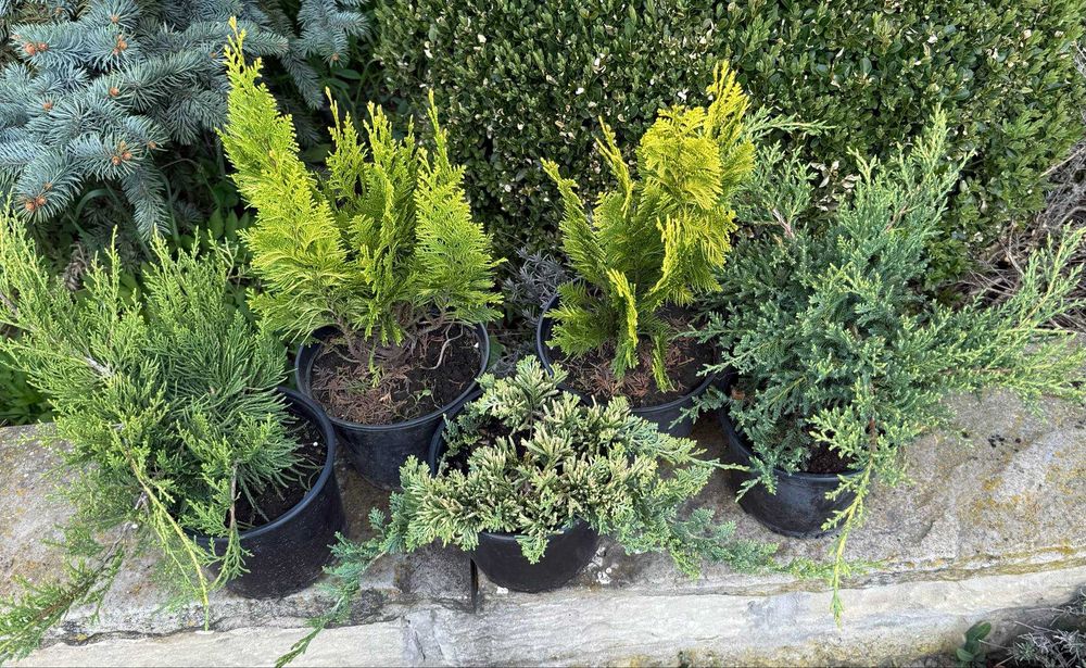 Пропонуємо набори декоративних рослин.