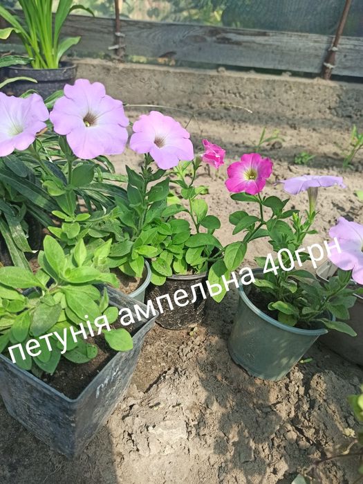 Будра, петунія ампельні