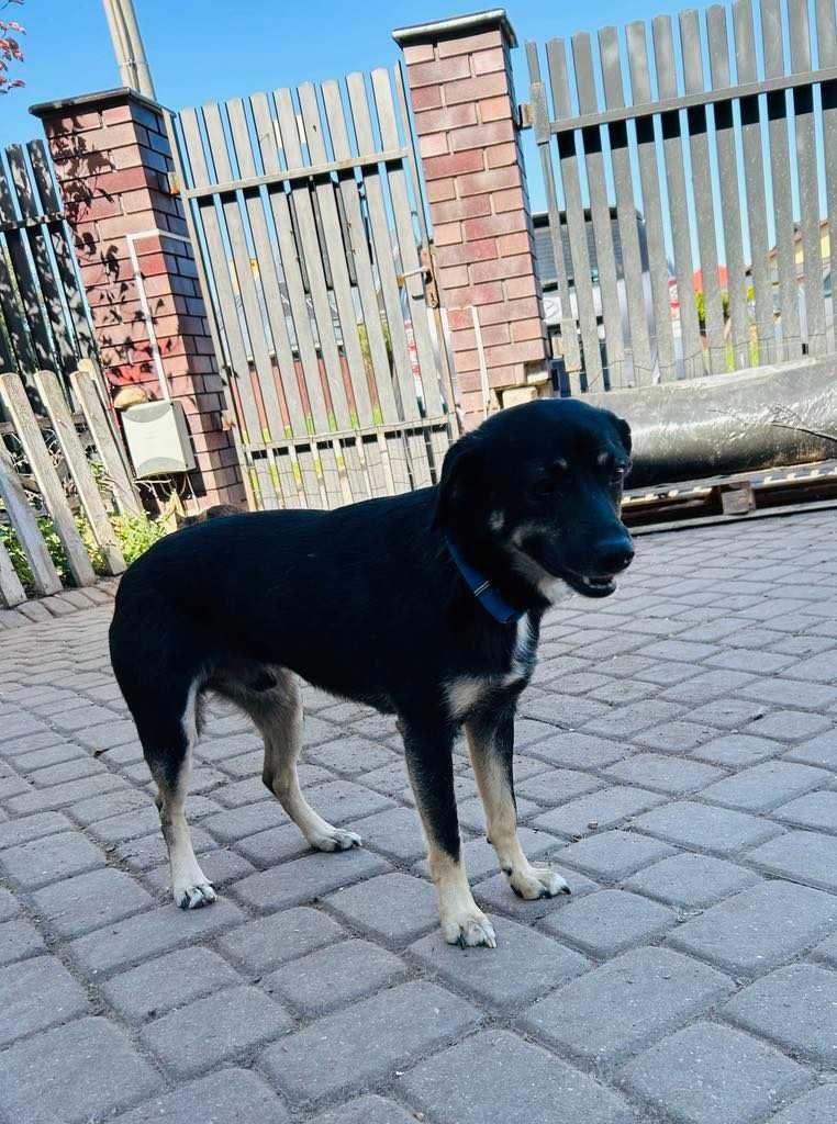 Wspaniały Jager w wieku 3 lat szuka domu