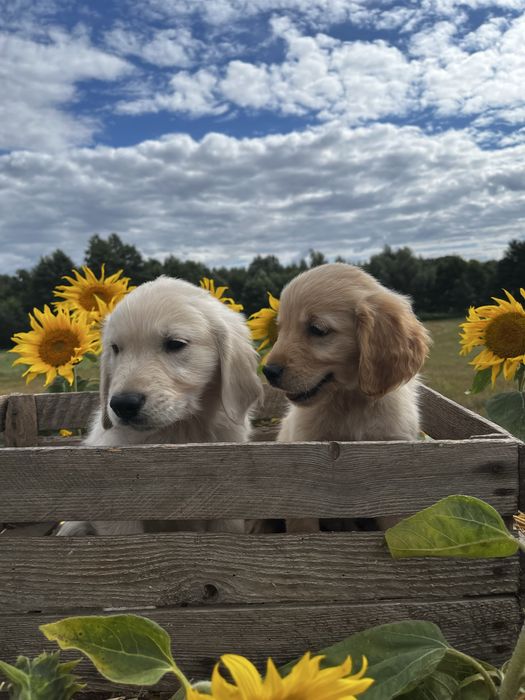 Golden retriever