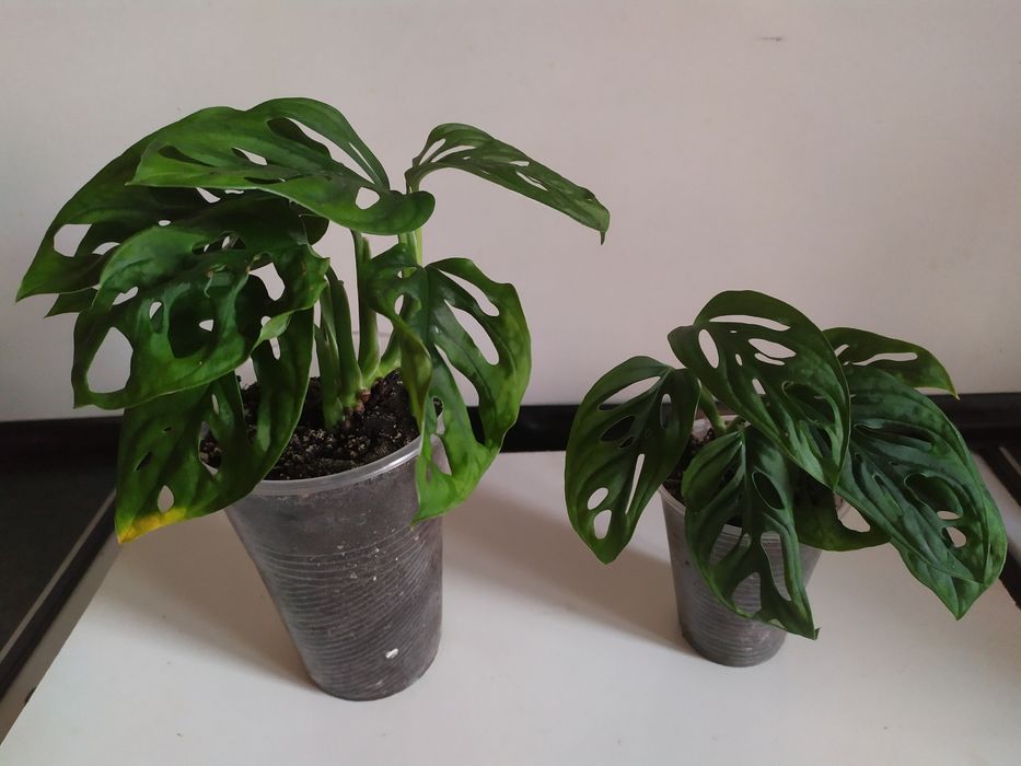 Монстера Адансоні, манки обликва. Аглаонема. Алоказія