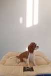 Cavalier King Charles