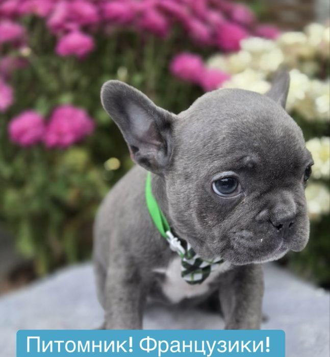 Питомник! Мини франузики голубого окраса