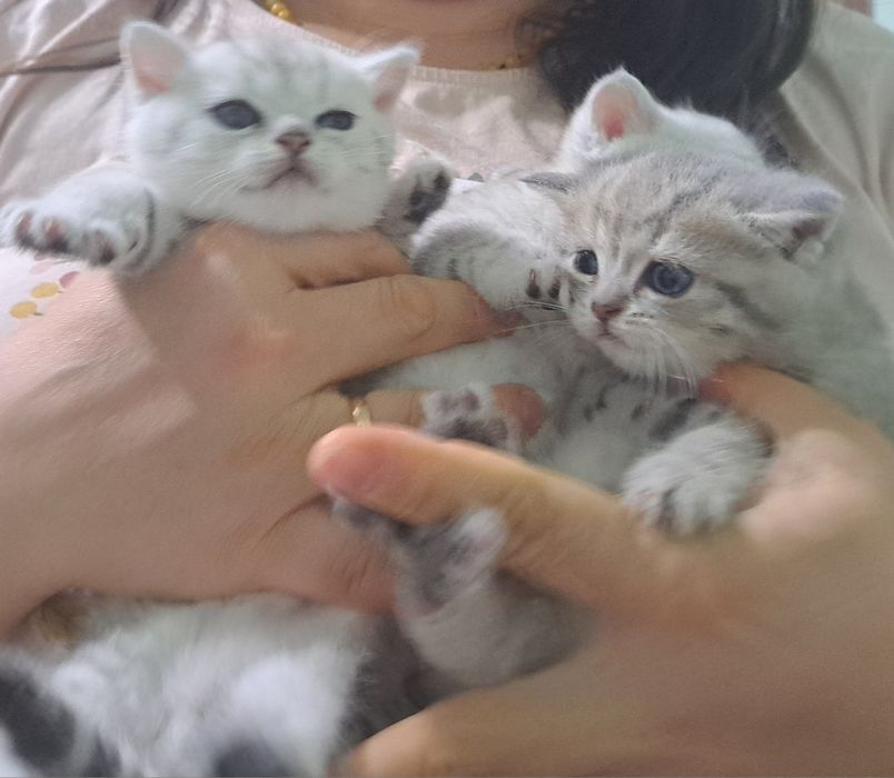 Британські короткошерсті чистокровні кошенята срібна шиншила