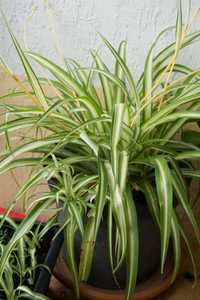 Zielistka Sternberga, Chlorophytum comosum, Spider plant