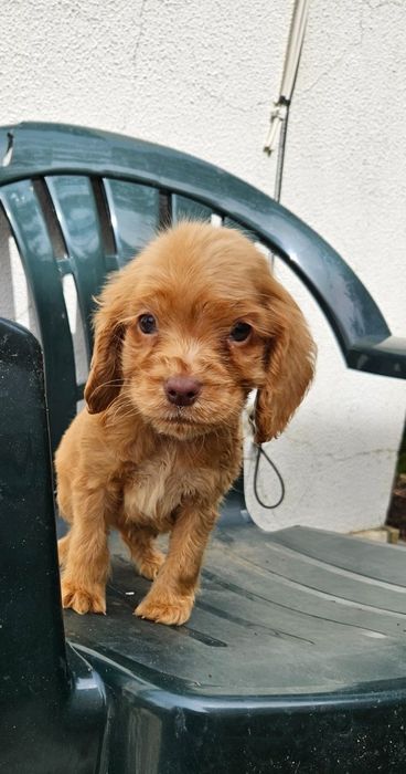 Cocker spaniel inglês fêmea