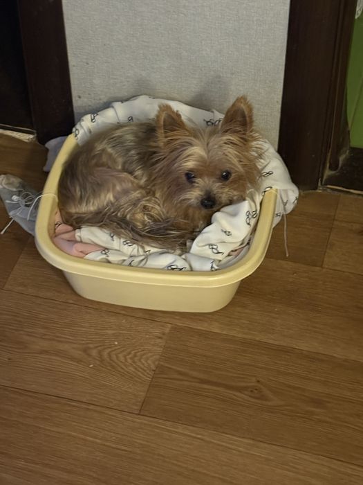 Бесплатно отдам собаку в хорошие руки