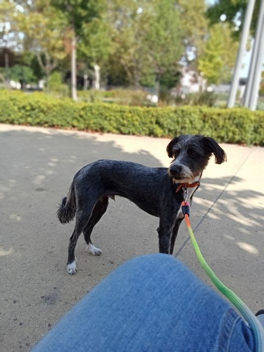 Caozinho com 1 aninho