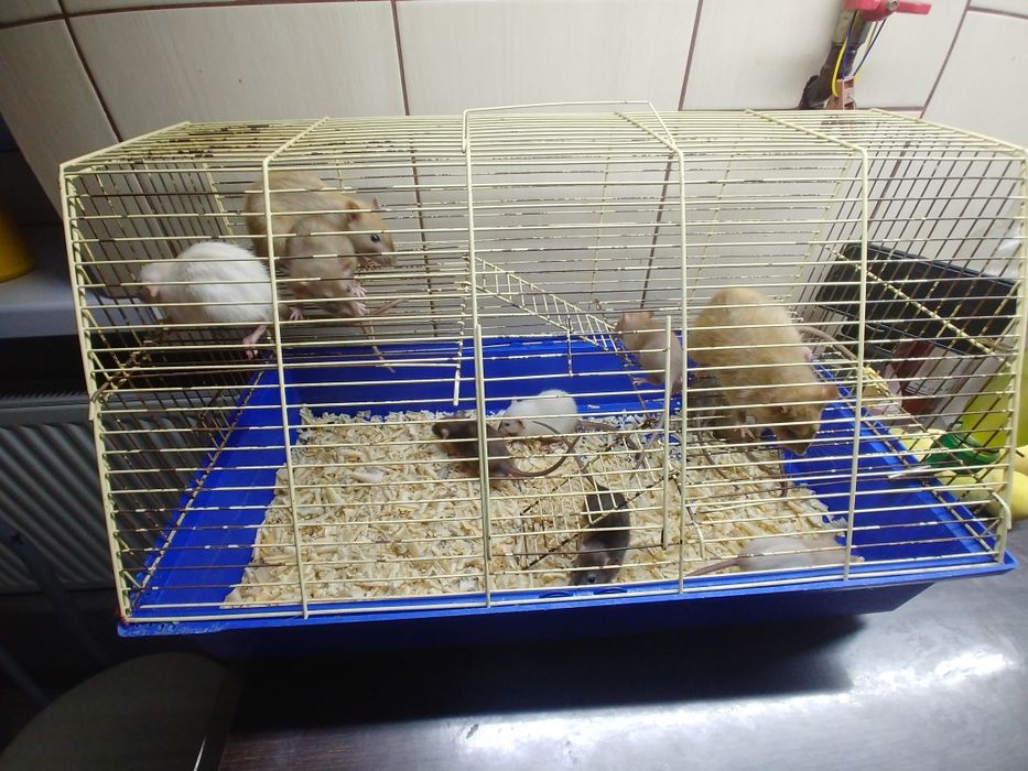 Декоративные крысы Дамбо